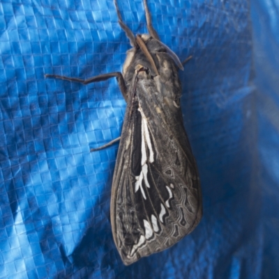 Abantiades atripalpis (Bardee grub/moth, Rain Moth) at Illilanga & Baroona - 21 Mar 2021 by Illilanga