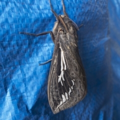 Abantiades atripalpis (Bardee grub/moth, Rain Moth) at Illilanga & Baroona - 21 Mar 2021 by Illilanga