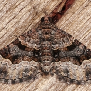 Epyaxa subidaria at Melba, ACT - 14 Mar 2021 10:51 PM