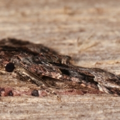 Epyaxa subidaria at Melba, ACT - 14 Mar 2021