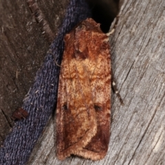 Agrotis porphyricollis (Variable Cutworm) at Melba, ACT - 15 Mar 2021 by kasiaaus