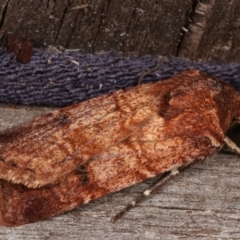 Agrotis porphyricollis at Melba, ACT - 15 Mar 2021