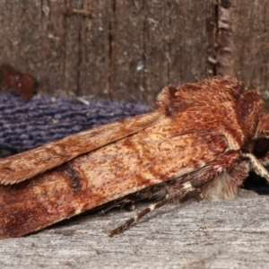 Agrotis porphyricollis at Melba, ACT - 15 Mar 2021 10:02 PM