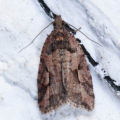 Epitymbia (genus) (A Tortricid moth) at Melba, ACT - 14 Mar 2021 by kasiaaus