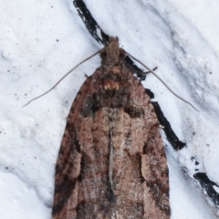 Epitymbia (genus) at Melba, ACT - 14 Mar 2021