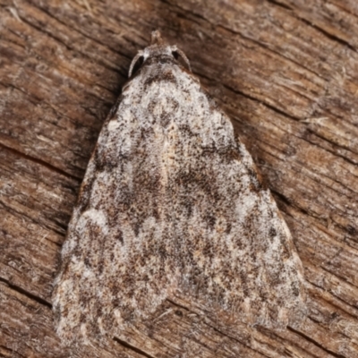 Nola pothina (Pothina Tuft-moth) at Melba, ACT - 15 Mar 2021 by kasiaaus