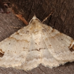 Syneora hemeropa (Ring-tipped Bark Moth) at Melba, ACT - 15 Mar 2021 by kasiaaus