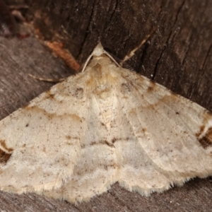 Syneora hemeropa at Melba, ACT - 15 Mar 2021 10:03 PM