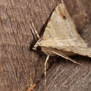 Syneora hemeropa at Melba, ACT - 15 Mar 2021 10:03 PM