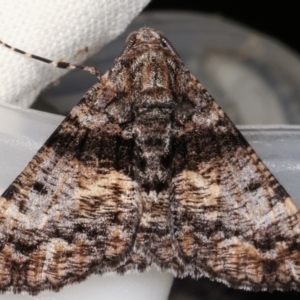 Gastrinodes argoplaca at Melba, ACT - 15 Mar 2021 10:04 PM