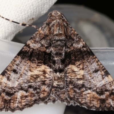 Gastrinodes argoplaca (Cryptic Bark Moth) at Melba, ACT - 15 Mar 2021 by kasiaaus