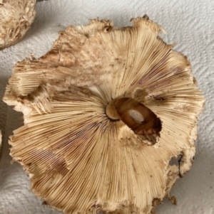 Chlorophyllum sp. at Throsby, ACT - 22 Mar 2021