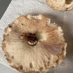 Chlorophyllum sp. at Throsby, ACT - 22 Mar 2021