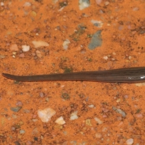 Hirudinea sp. (Class) at Downer, ACT - 21 Mar 2021