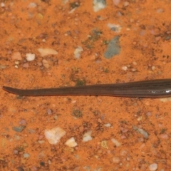 Hirudinea sp. (Class) (Unidentified Leech) at Downer, ACT - 21 Mar 2021 by TimL