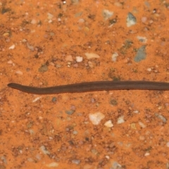 Hirudinea sp. (Class) at Downer, ACT - 21 Mar 2021