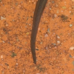 Hirudinea sp. (Class) at Downer, ACT - 21 Mar 2021 11:46 AM