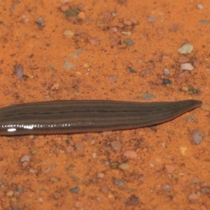 Hirudinea sp. (Class) at Downer, ACT - 21 Mar 2021