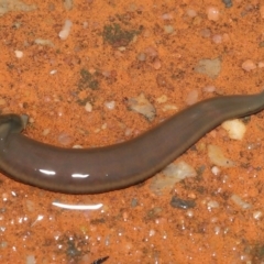 Hirudinea sp. (Class) at Downer, ACT - 21 Mar 2021