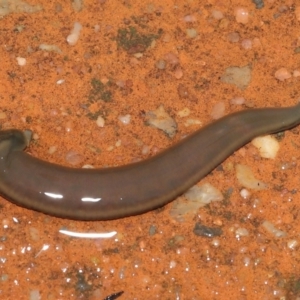 Hirudinea sp. (Class) at Downer, ACT - 21 Mar 2021