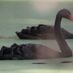 Cygnus atratus (Black Swan) at Albury - 16 Mar 2021 by PaulF