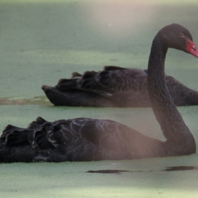 Cygnus atratus (Black Swan) at Wonga Wetlands - 16 Mar 2021 by PaulF