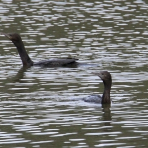 Phalacrocorax sulcirostris at Splitters Creek, NSW - 17 Mar 2021 10:20 AM