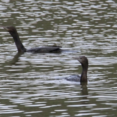 Phalacrocorax sulcirostris (Little Black Cormorant) at Splitters Creek, NSW - 16 Mar 2021 by PaulF