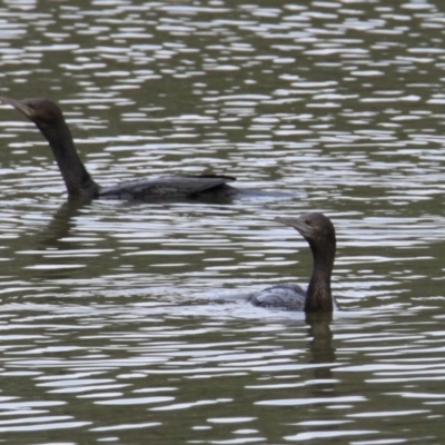 Phalacrocorax sulcirostris (Little Black Cormorant) at Wonga Wetlands - 16 Mar 2021 by PaulF