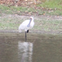 Platalea regia (Royal Spoonbill) at Albury - 17 Mar 2021 by PaulF