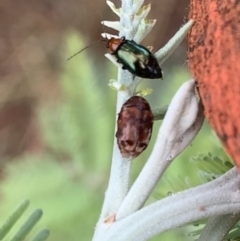 Adoxia benallae (Leaf beetle) at Murrumbateman, NSW - 22 Mar 2021 by SimoneC
