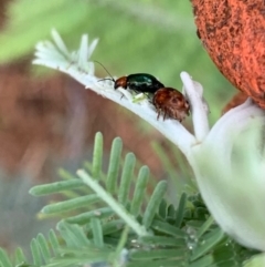 Adoxia benallae at Murrumbateman, NSW - 22 Mar 2021