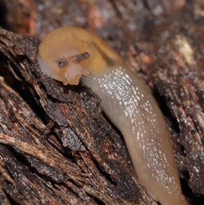 Ambigolimax nyctelia (Striped Field Slug) at ANBG - 21 Mar 2021 by TimL