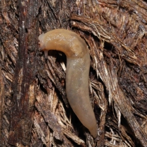 Ambigolimax sp. (valentius and waterstoni) at Downer, ACT - 21 Mar 2021