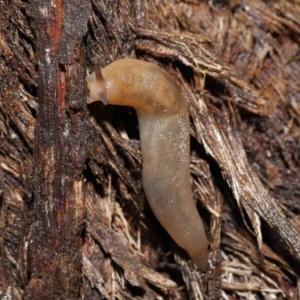 Ambigolimax sp. (valentius and waterstoni) at Downer, ACT - 21 Mar 2021