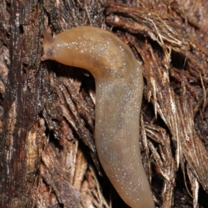 Ambigolimax sp. (valentius and waterstoni) at Downer, ACT - 21 Mar 2021