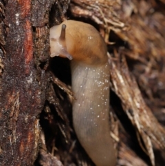 Ambigolimax sp. (valentius and waterstoni) at Downer, ACT - 21 Mar 2021