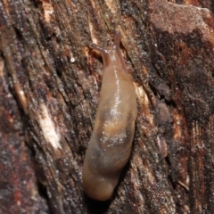 Ambigolimax sp. (valentius and waterstoni) (Striped Field Slug) at Downer, ACT - 21 Mar 2021 by TimL