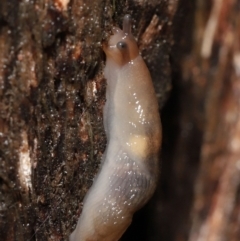 Ambigolimax nyctelia at Downer, ACT - 21 Mar 2021