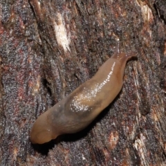 Ambigolimax nyctelia at Downer, ACT - 21 Mar 2021