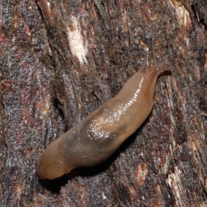 Ambigolimax nyctelia at Downer, ACT - 21 Mar 2021