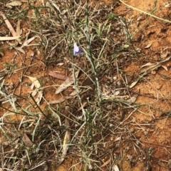 Unidentified Not moulds (TBC) at Garran, ACT - 19 Mar 2021 by ruthkerruish