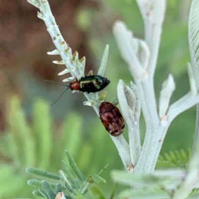Elaphodes sp. (genus) (Leaf beetle) at Murrumbateman, NSW - 22 Mar 2021 by SimoneC