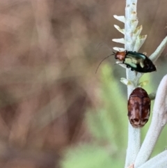 Elaphodes sp. (genus) at Murrumbateman, NSW - suppressed