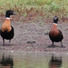 Tadorna tadornoides (Australian Shelduck) at Albury - 16 Mar 2021 by PaulF