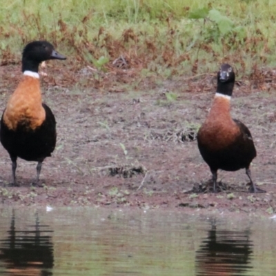 Tadorna tadornoides (Australian Shelduck) at Splitters Creek, NSW - 17 Mar 2021 by PaulF