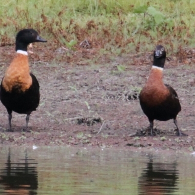 Tadorna tadornoides (Australian Shelduck) at Wonga Wetlands - 16 Mar 2021 by PaulF