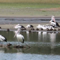 Pelecanus conspicillatus (Australian Pelican) at Wonga Wetlands - 16 Mar 2021 by PaulF