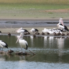 Pelecanus conspicillatus (Australian Pelican) at Splitters Creek, NSW - 16 Mar 2021 by PaulF