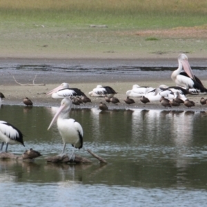 Pelecanus conspicillatus at Albury - 17 Mar 2021 10:48 AM